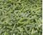 Picture of IQF Frozen Green beans